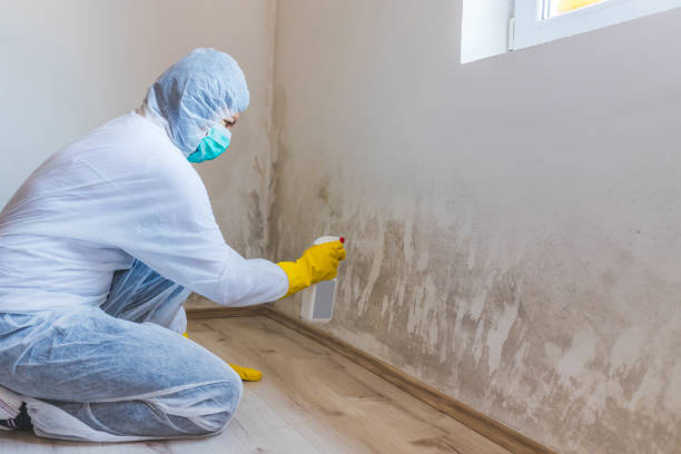 Licensed Mold Cleanup service in Central City, IL - WQB Mold Removal