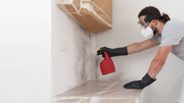 Professional Mold Cleanup technician working in Central City, IL