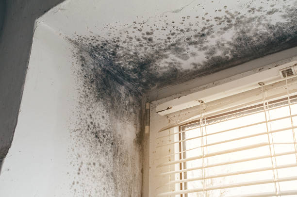Affordable Mold Cleanup solutions in Central City, IL